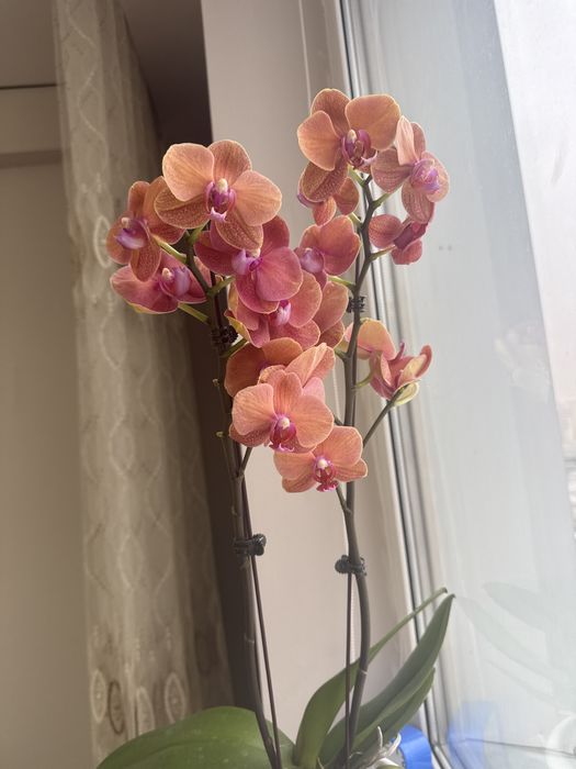 Цветы Орхидея красивая продам