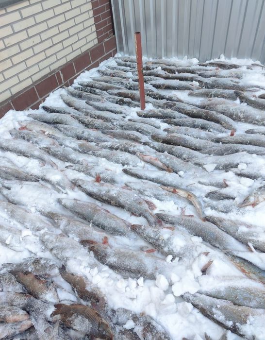 Свежая Щука речная с Торгая