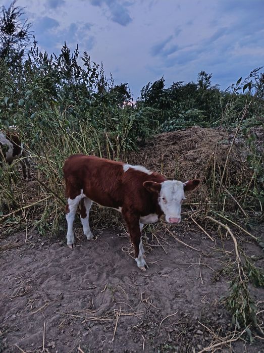 Продам коров и телят