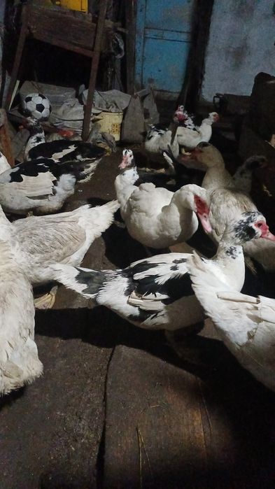 Продам индоуток на выбор, семейкой