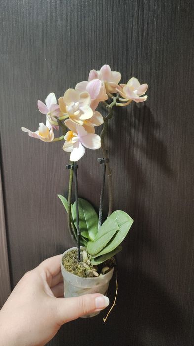 Орхидеи в подарок