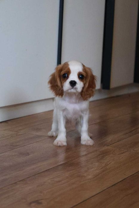 Щенки  кавалер кинг чарльз спаниель