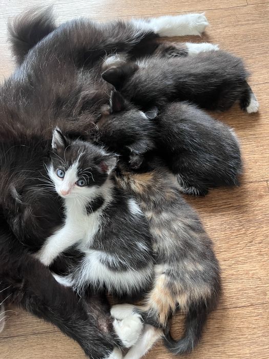 отдам бесплатно котят 1 мес.