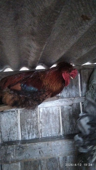 Продам петухов брама