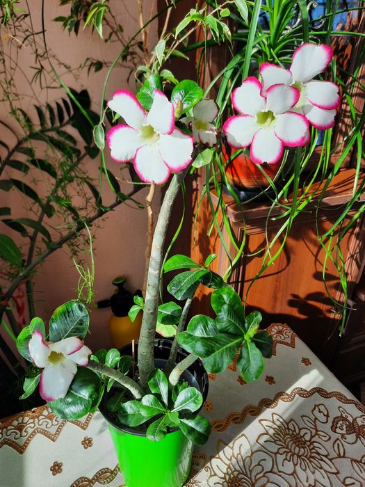 Продам адениум- роза пустыни.