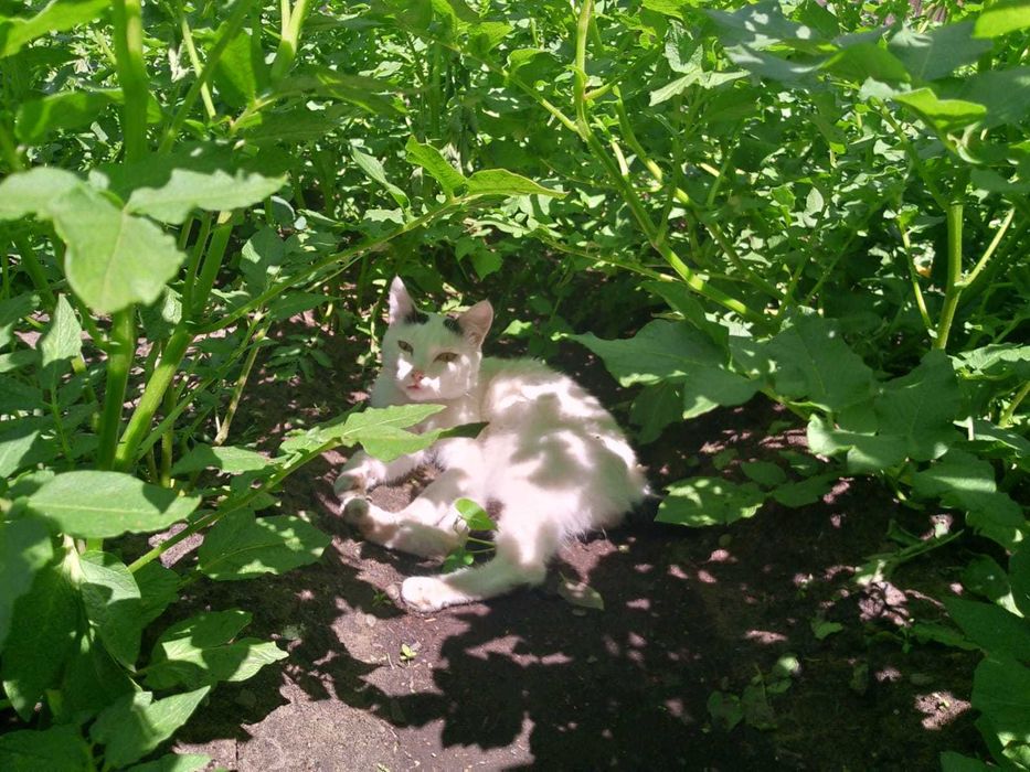 Отдам кота бесплатно