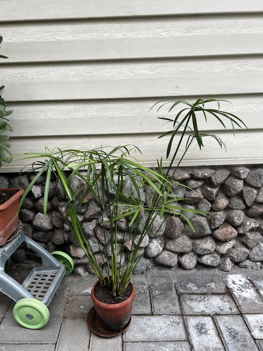 Комнатные растения