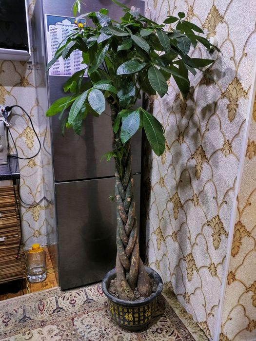 Растения. Доставка