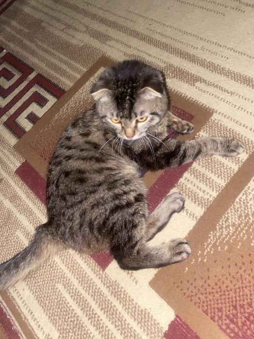 Продаётся вислоухий кот