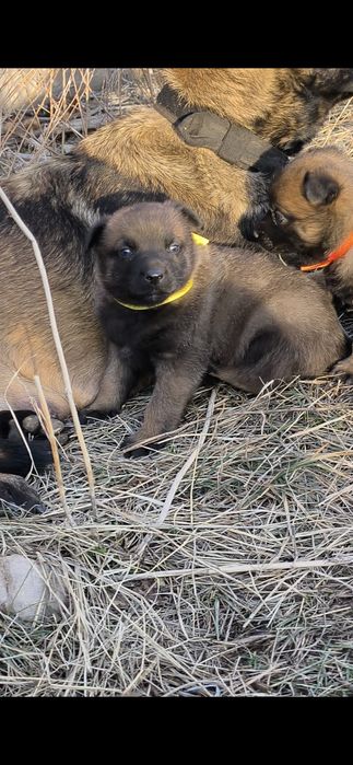 Бельгийская малинуа