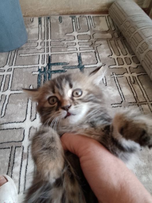 Продаются Породистые Котята Скоттиш Страйт крупно породные шотландцы