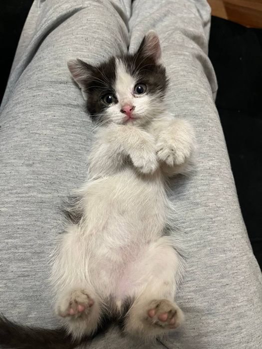 Отдам котят. Два мальчика