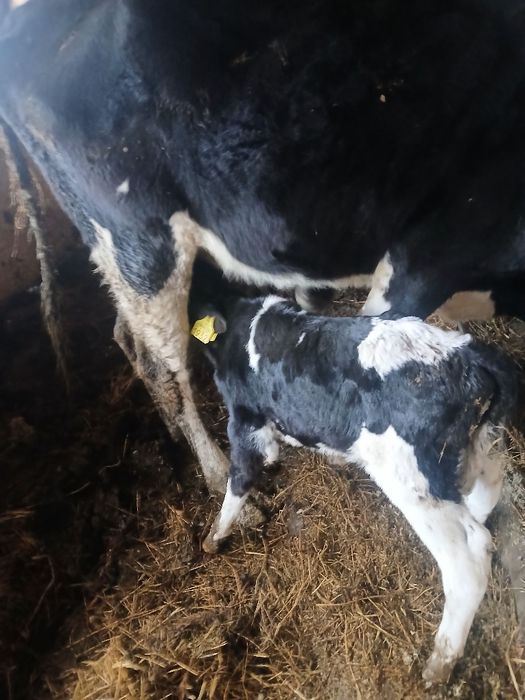 Vand un tauras sugar