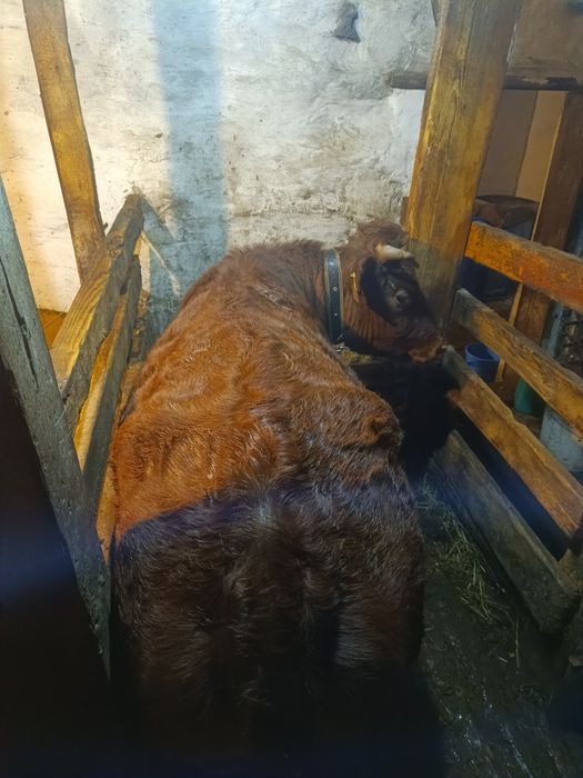 Продаю два бычка две телки