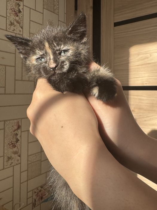 Отдам котёнка бесплатно