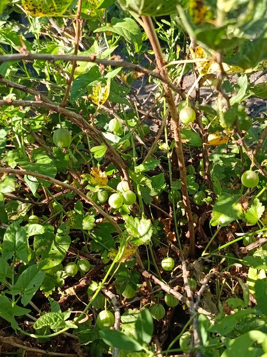 СРОЧНО! Продам дачу. с/о Тихая роща.