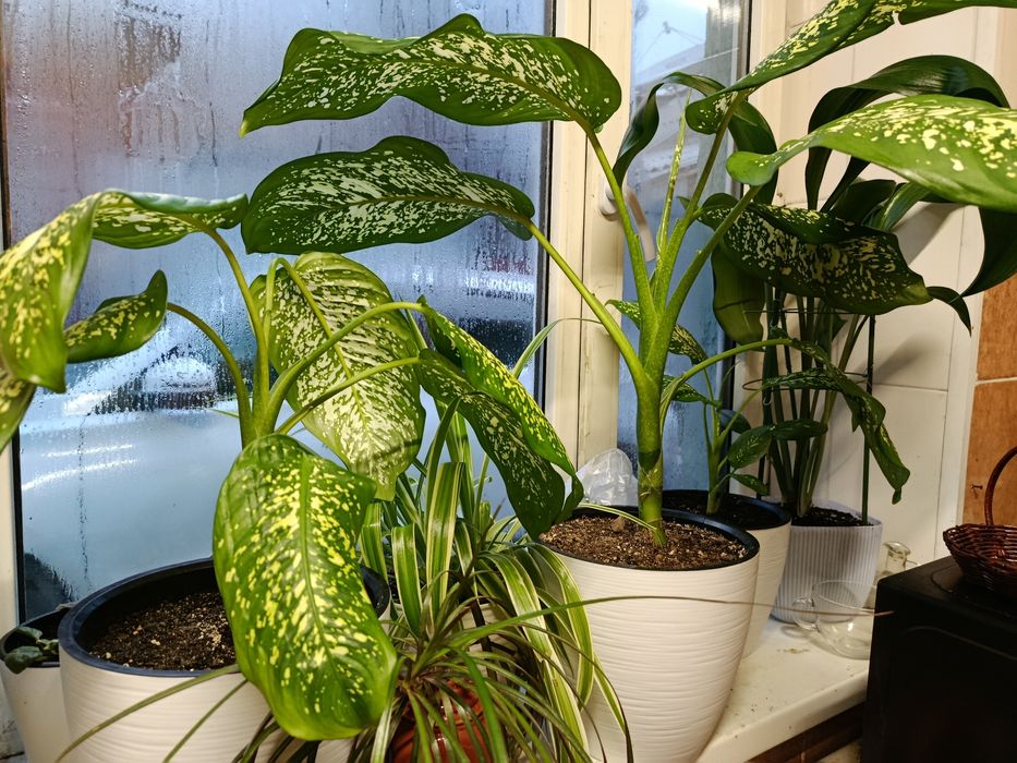 Диффенбахия цветок комнатный Каскелен