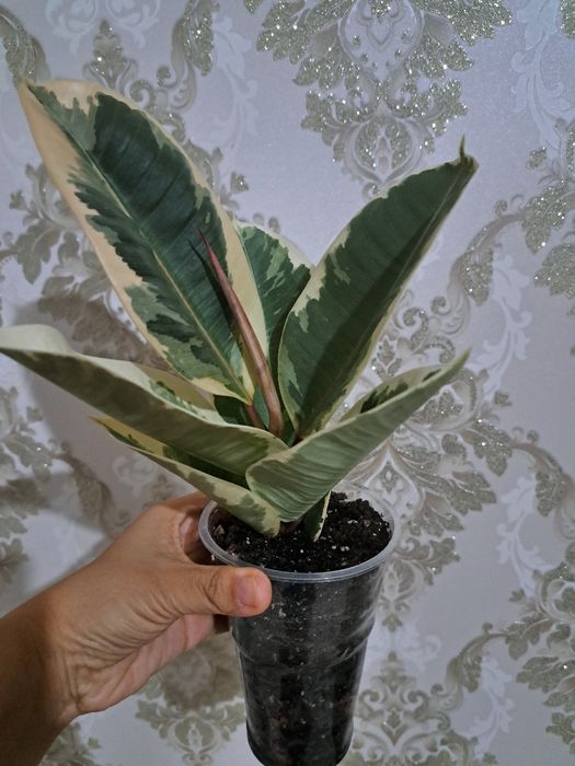 Фикусы разных сортов