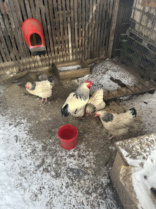 Vand oua de incubat Wiandotte si Sussex