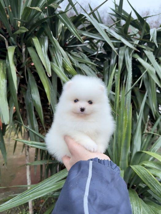 Померан мини момче. Померанче