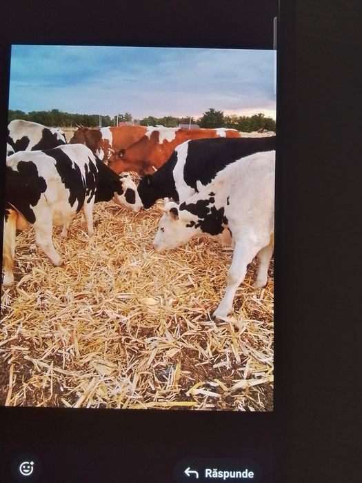 Vând junici gestante, frumoase și sănătoase!