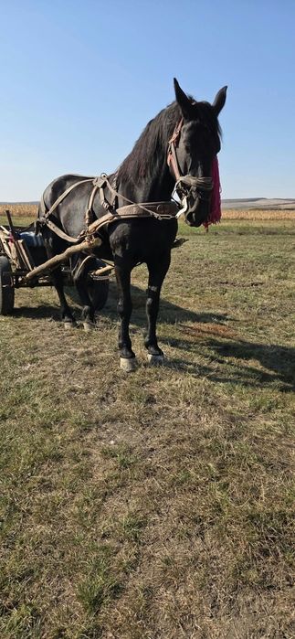 Vând iapă metis de friz
