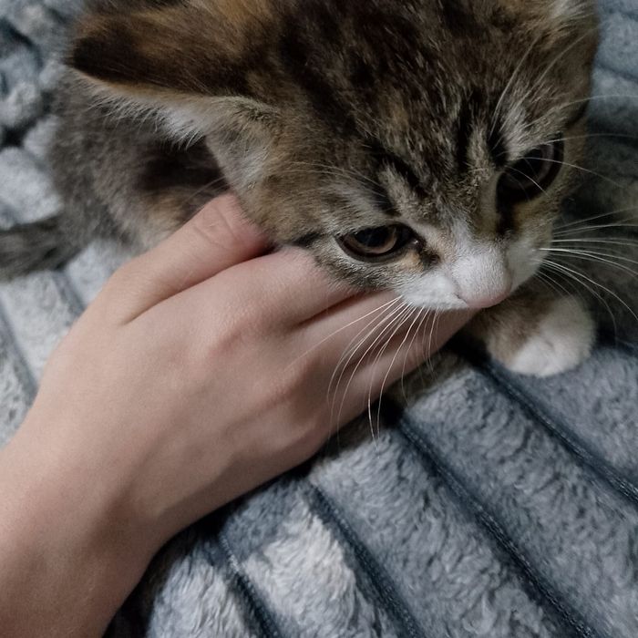 Отдам котят от мышеловки