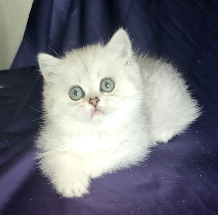 Британские котята