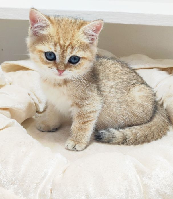 Котик Британский - зоЛото