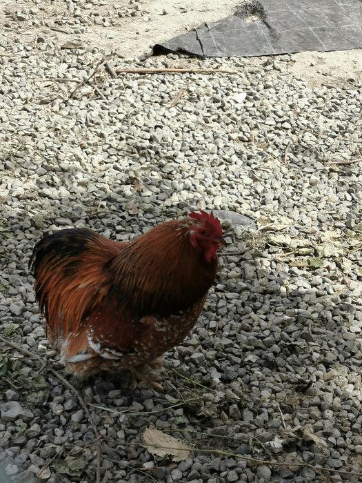 Cocosi de vânzare