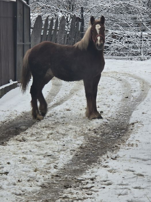 De vânzare mânz ân vârstă de opt luni