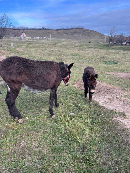 Vand magarite cu lapte