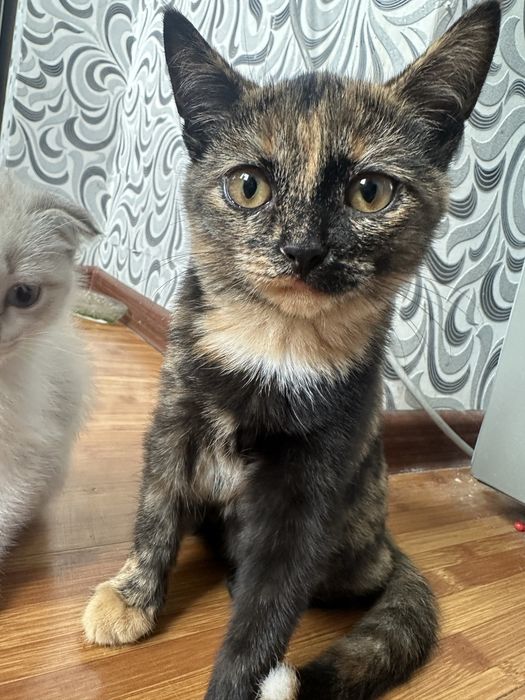 Котята отдам добрые руки!!