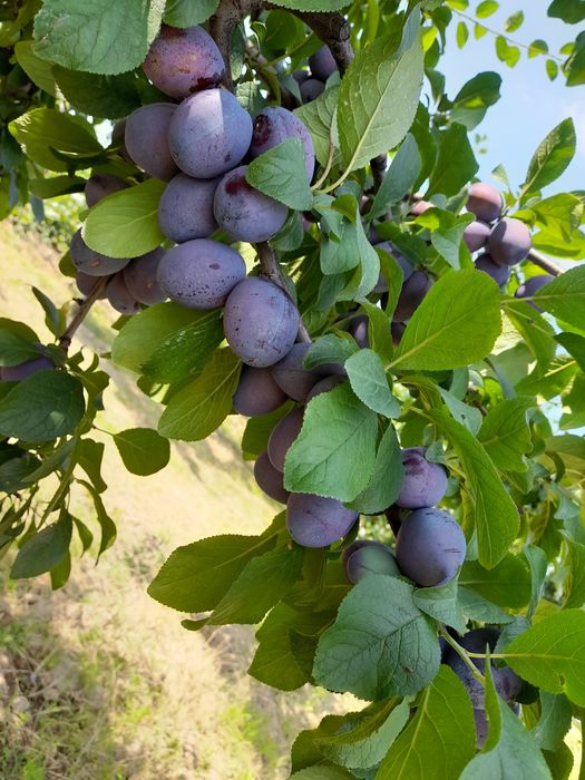 Prune de vânzare