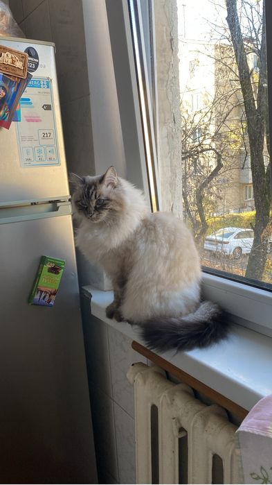 Ищу дом для кошки