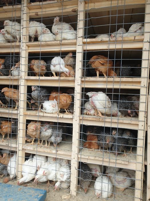 Preluam comenzi pui vaccinati perfect sănătoși  !