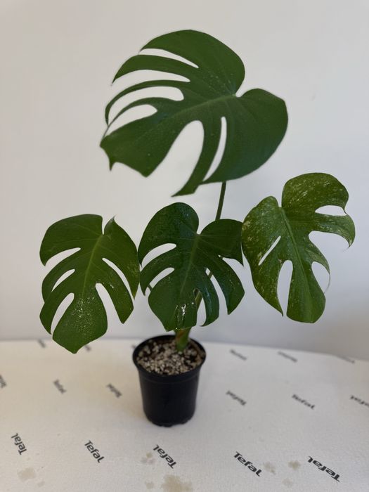 Продам монстеру тайское созвездие