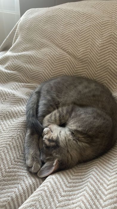 кошку в хорошие руки