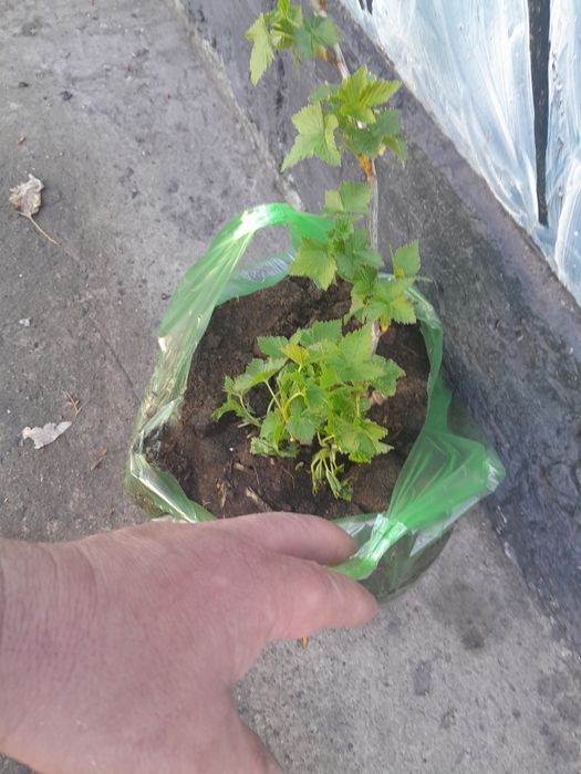 Саженцы смородины чёрной