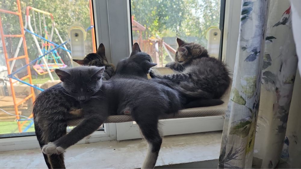 Котята 2 месяца малышам
