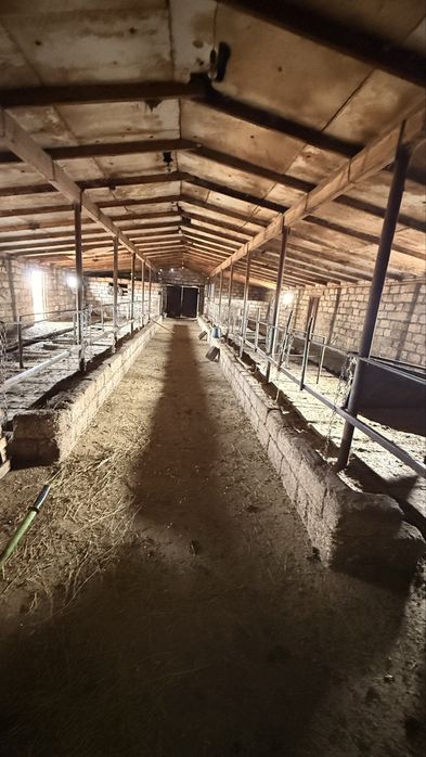 Продам хозяйство