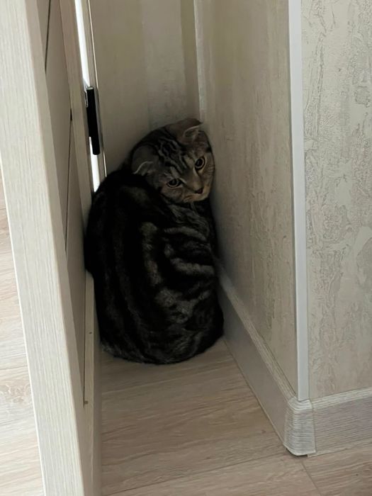 Кот бесплатно в хорошие руки