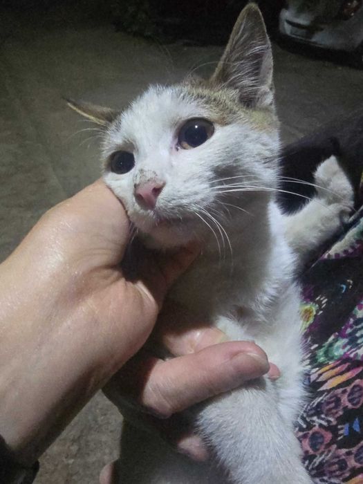 Маленький котенок