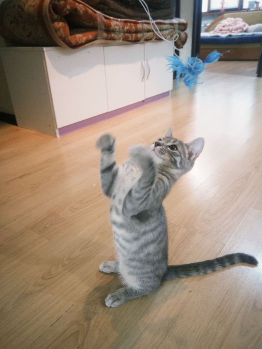 Отдаем котенка в добрые руки