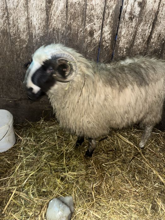 De vanzare noatin brez