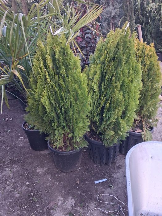 Globulare leyladi platani