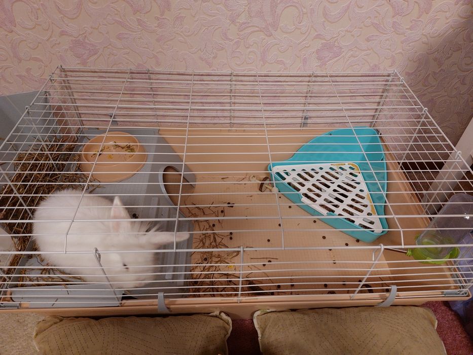 Кролик с клеткой срочно