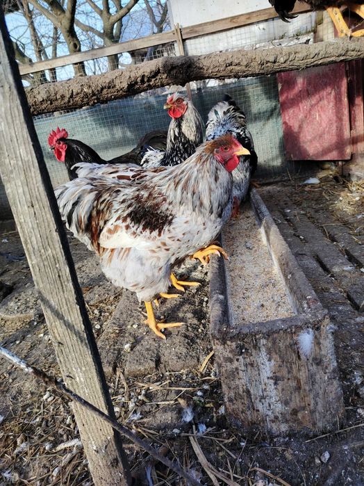 Cocosi din anul 2025