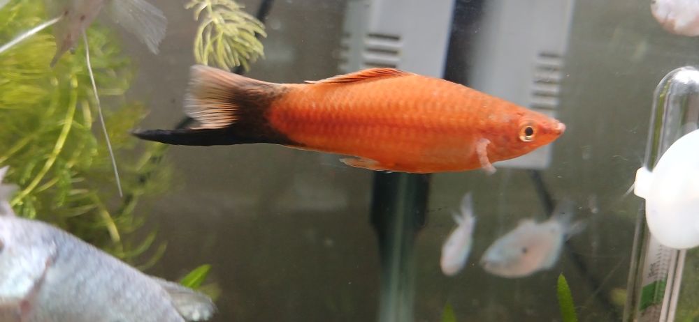 Продам меченосец самец чернохвостый