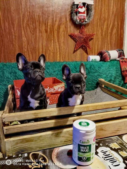 Френски булдог -